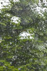 Snowfall over a forest. Winter snow on the edge of a green tree.