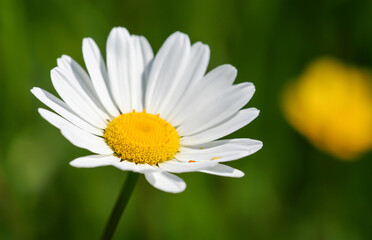 Obraz premium Spring, summer white daisy flower closeup on green background