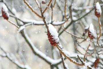 Winter snowfall. Close up photo of the plants made by Rhus typhina (velvet sumac) ornamental tree.