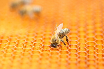 Honey bees on honeycomb cells, close up view