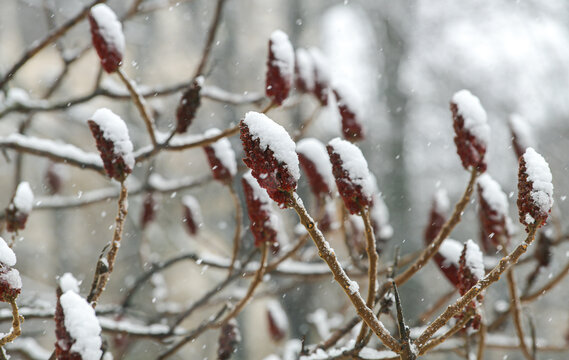 Winter snowfall. Close up photo of the plants made by Rhus typhina (velvet sumac) ornamental tree.