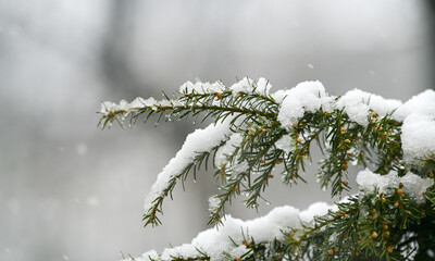 Snowfall over a forest. Winter snow on the edge of a green tree.
