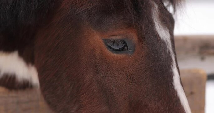 Brown horse eyes and head close up, slow motion 4k at 120 fps