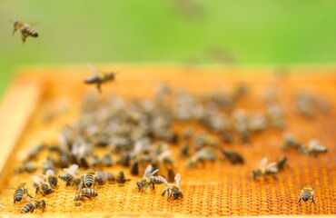 Honey bees on honeycomb cells, close up view