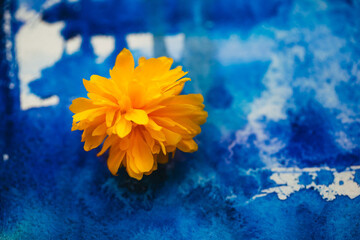 Fototapeta na wymiar yellow and blue flowers