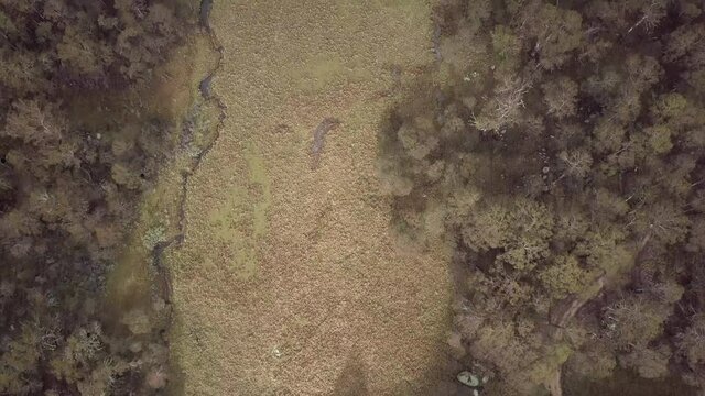 Aerial Forward Top View: Green Trees In Forest