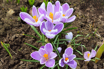 Beautiful blossoming crocuses flowers. Blooming snowdrops in spring. Selective focus. Close-up. Top view. Background.