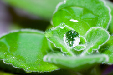 Macro of dew drops on leaves of patchouli.