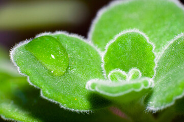 Macro of dew drops on leaves of patchouli. - obrazy, fototapety, plakaty
