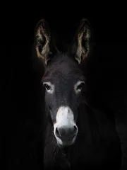 Zelfklevend Fotobehang Pretty Donkey © Nigel Baker