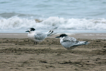 seatern on the beach