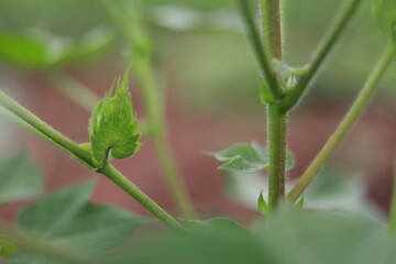 Growing of cotton flower on cotton tree at agriculture field