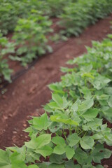 Flowering cotton gardens that have not yet been cotton