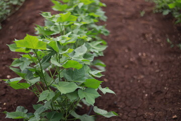 Flowering cotton gardens that have not yet been cotton