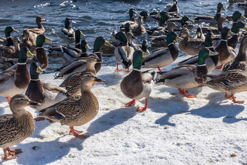A flock of wild ducks on the snowy bank of a small river