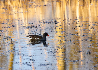 Moorhen. Water Bird, swimming on a pond.