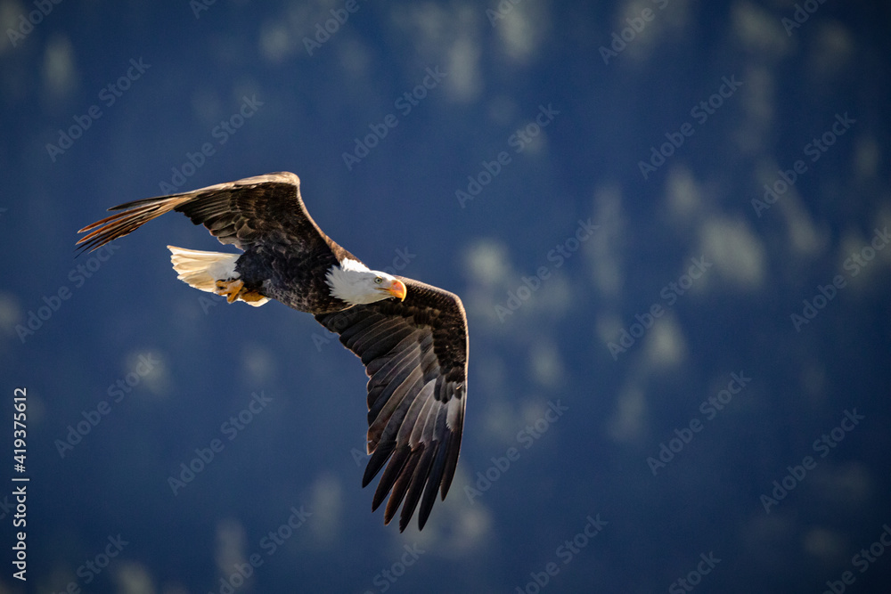 Sticker Closeup shot of a bald eagle