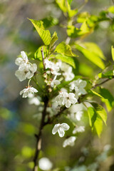 apple tree blossom