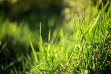 green grass background