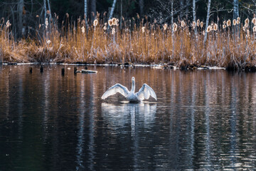 mit den Flügeln schlagender Schwan im Gegenlicht; beginnender Frühling im Naturschutzgebiet...
