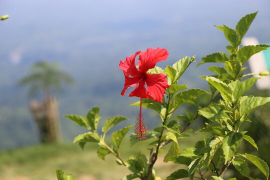 Red jaba flower on mountain