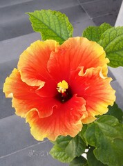 red hibiscus flower