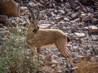 Isolated close up of a mountain goat in the wild- Southern Israel