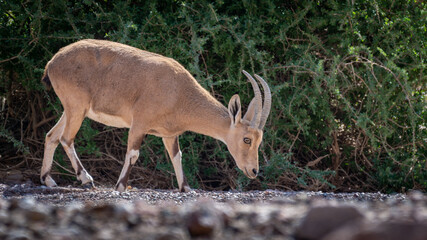 Isolated close up of a mountain goat in the wild- Southern Israel