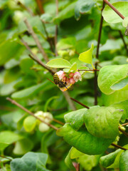 Flying insect on pink flowers, buds, leaves and stem