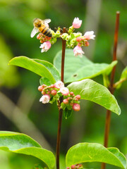 Flying insect on pink flowers, buds, leaves and stem