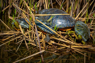 Red-eared slider turtle swimming in pond
