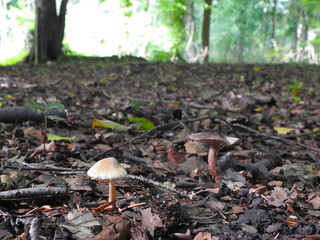Two small mushrooms on deciduous ground overlooking the trees