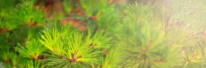 Summer abstract background with pine tree leaves. Ultra-wide panoramic landscape, banner format.