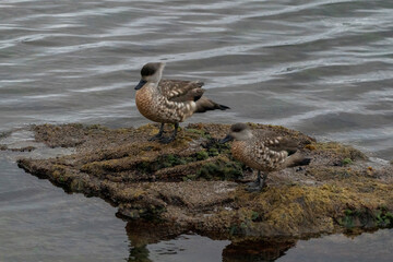 The Crested duck (Lophonetta specularioides)