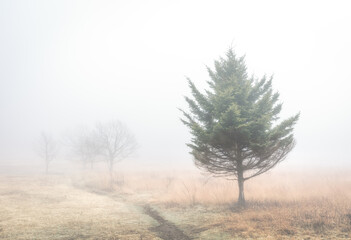 A lonesome pine stands alone in Big Meadows of Shenandoah National Park on a very foggy Winter day.