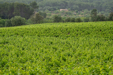 Fototapeta na wymiar plantacion de viñedos bajo la lluvia, Algaida, Mallorca, Balearic Islands, Spain