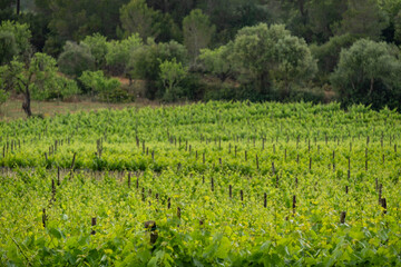 Fototapeta na wymiar plantacion de viñedos bajo la lluvia, Algaida, Mallorca, Balearic Islands, Spain