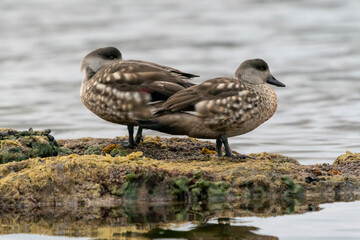 The Crested duck (Lophonetta specularioides)