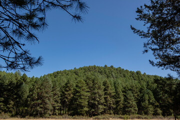 Obraz na płótnie Canvas pinar, Parque Natural del Cañón del Río Lobos, Soria, Comunidad Autónoma de Castilla, Spain, Europe