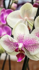 Tropical exotic flower - spotted pale pink orchid