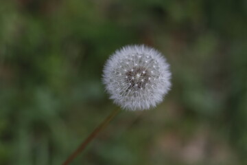 Dandelion in the grass