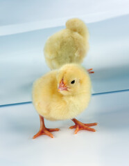mirrored chick