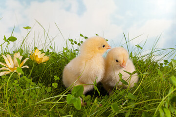 Twin easter chicks