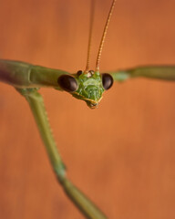 Mantis religiosa verde mirando a la camara