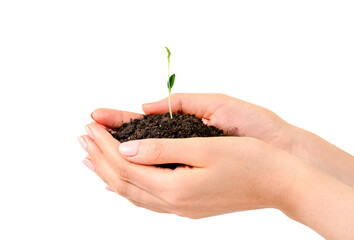 Little Plant Growth In A Woman Hands