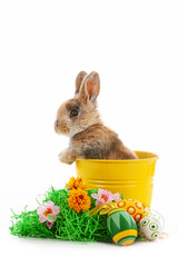 Cute dwarf rabbit with Easter motif on a white background.