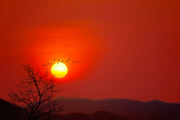 Obraz premium Beautiful sunset back silhouette birds flying and dry trees in the dark red sky mountain
