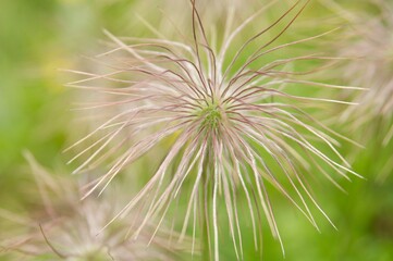 Tentacoli in fiore © Leostefani
