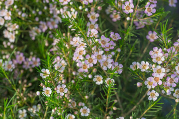 Blooming Australian winter plum and green leaves，Chamelaucium uncinatum，Wax Flower