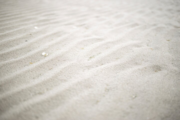 Fototapeta na wymiar Rainy sand texture with shells.